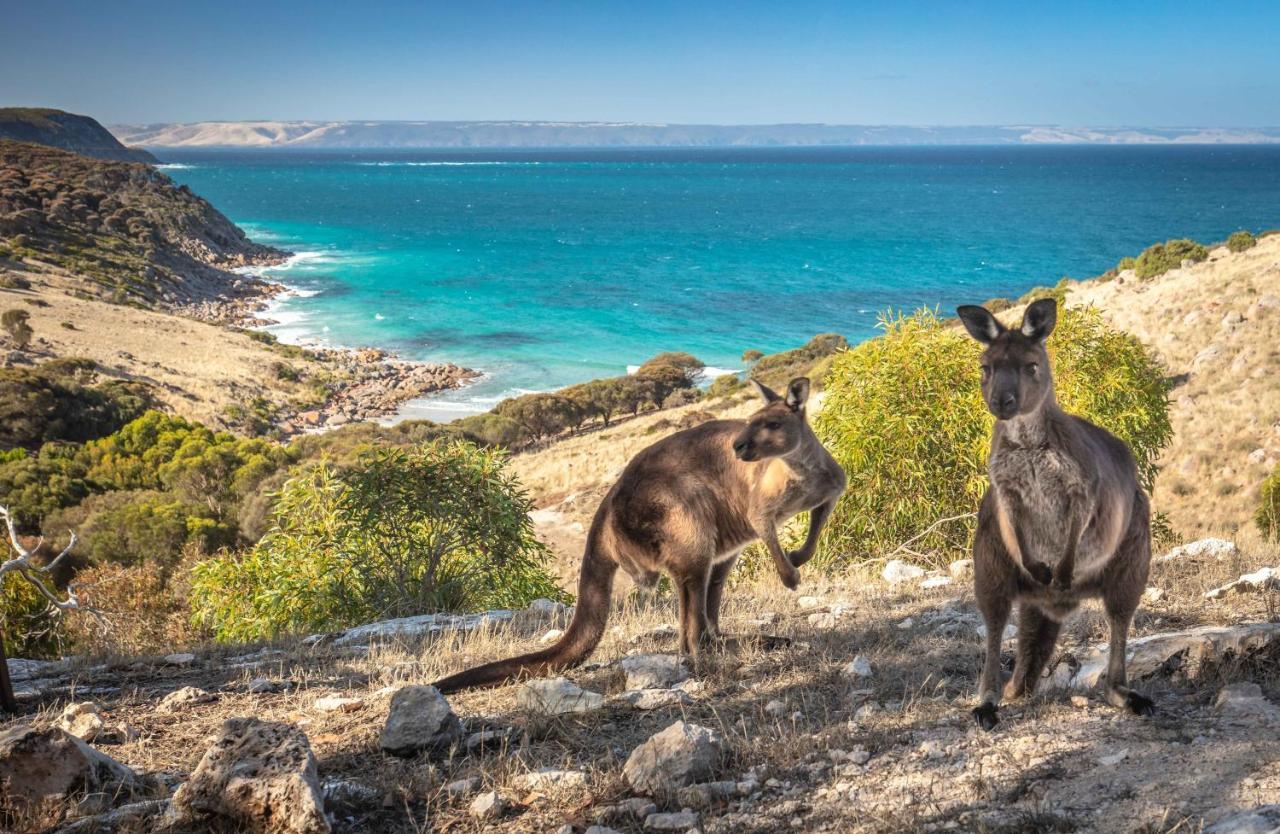 Sea Dragon Kangaroo Island 5* Penneshaw